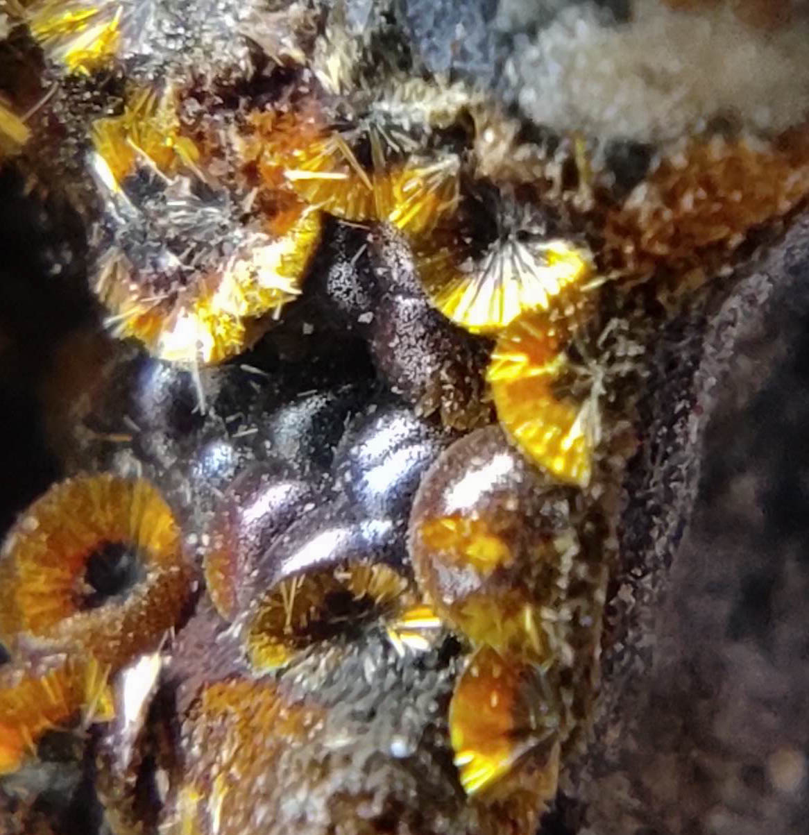 Cacoxenite