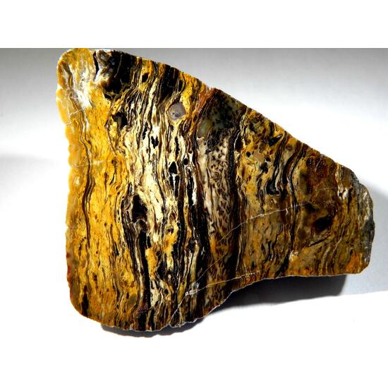Chalcedony Psm Fossil