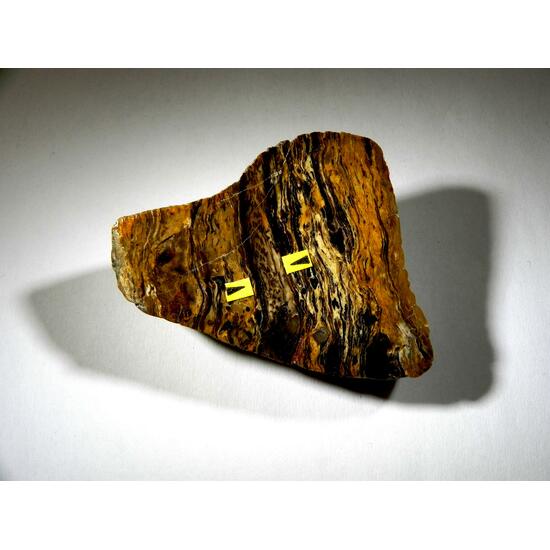 Chalcedony Psm Fossil