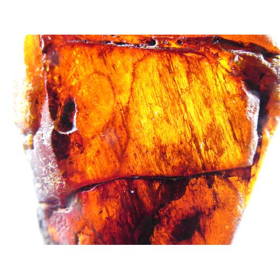 Amber With Inclusions