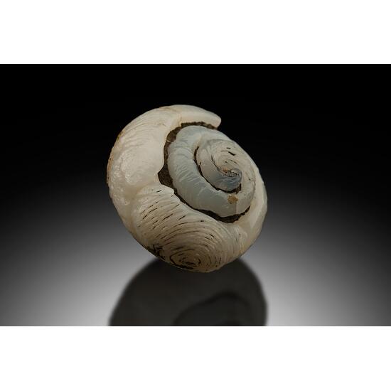 Opal Var Lussatite Psm Fossil