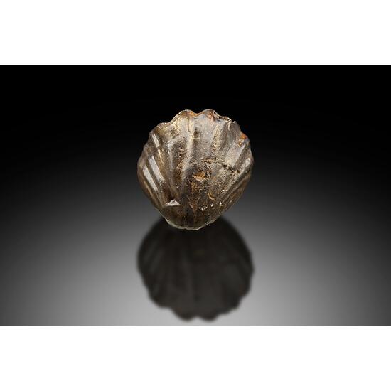 Goethite Psm Fossil