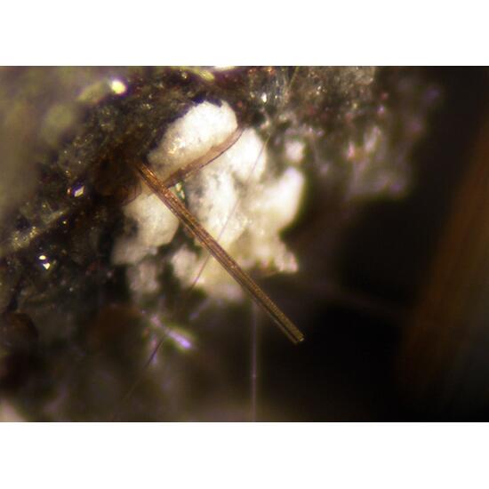 Magnesio-hastingsite