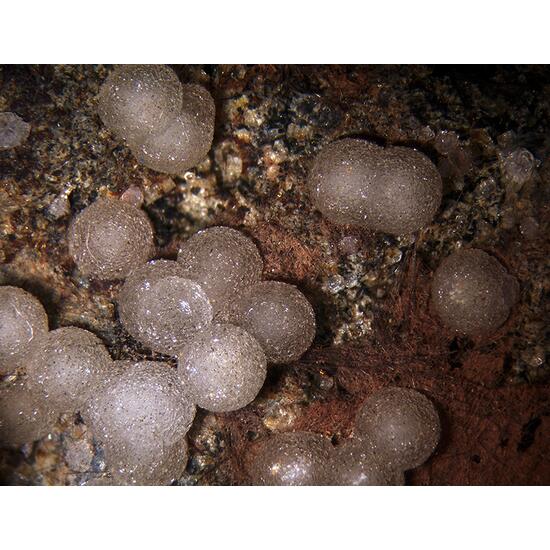 Phillipsite Gismondine & Vonsenite
