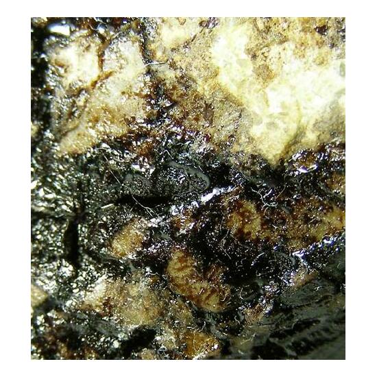 Native Asphaltum