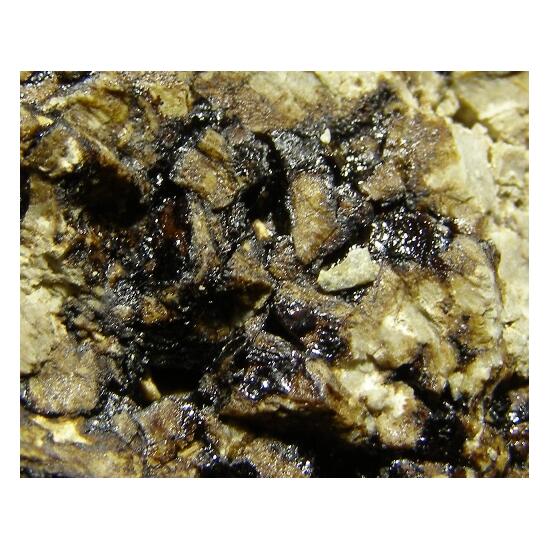 Native Asphaltum