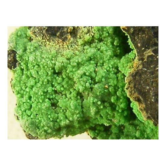 Conichalcite
