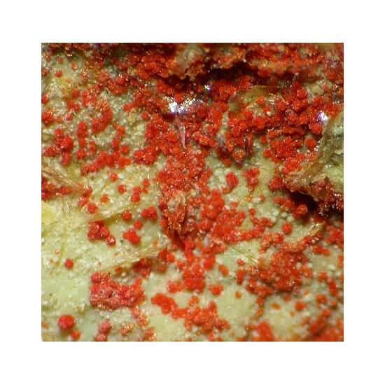Umohoite