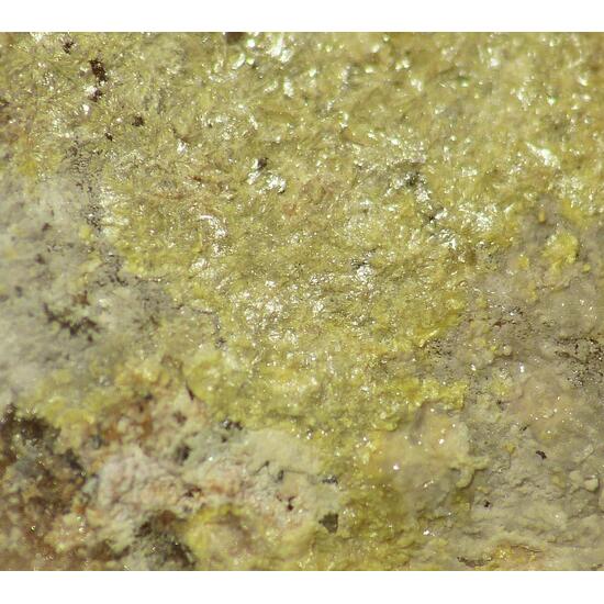Beyerite