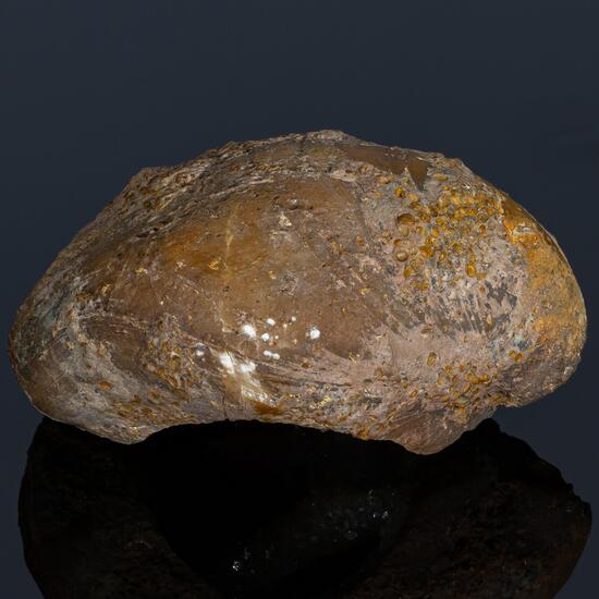 Fossil Brachiopod Calcite & Goethite