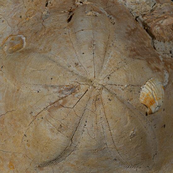 Fossil Sea Urchin