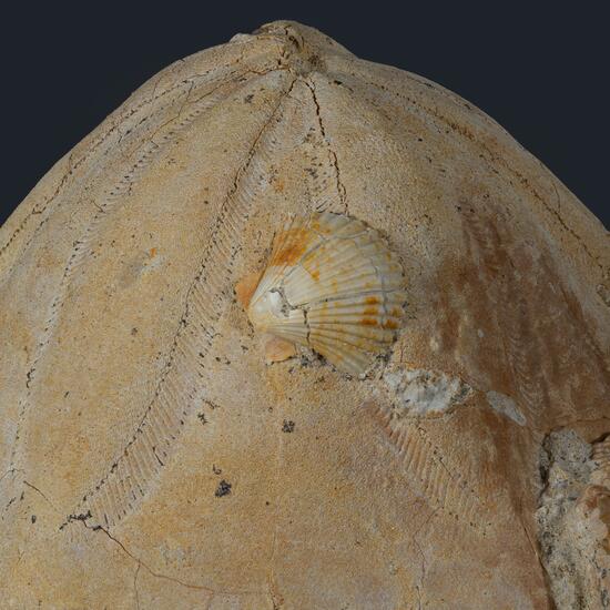 Fossil Sea Urchin