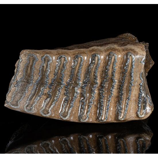 Fossil Tooth