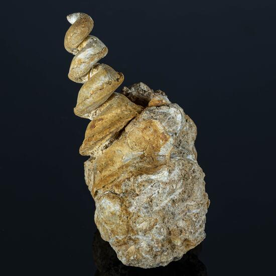 Fossil