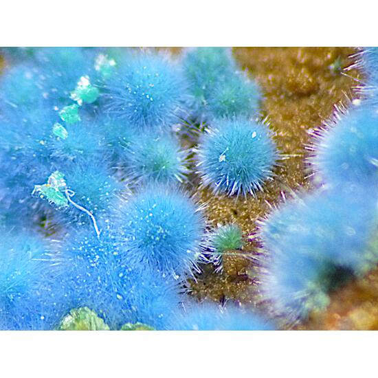 Cyanotrichite