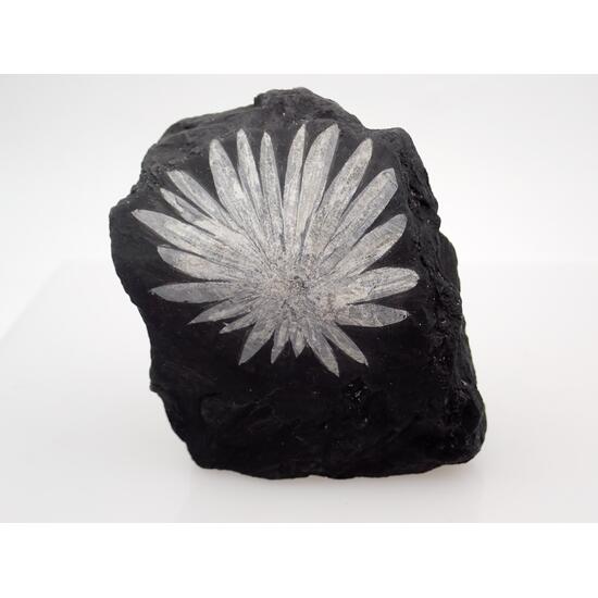 Chrysanthemum Stone