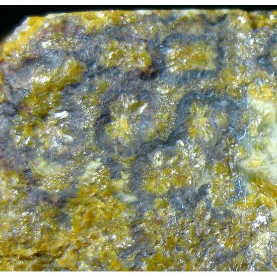 Quartz Var Eisenkiesel Psm Fossil Stromatolite