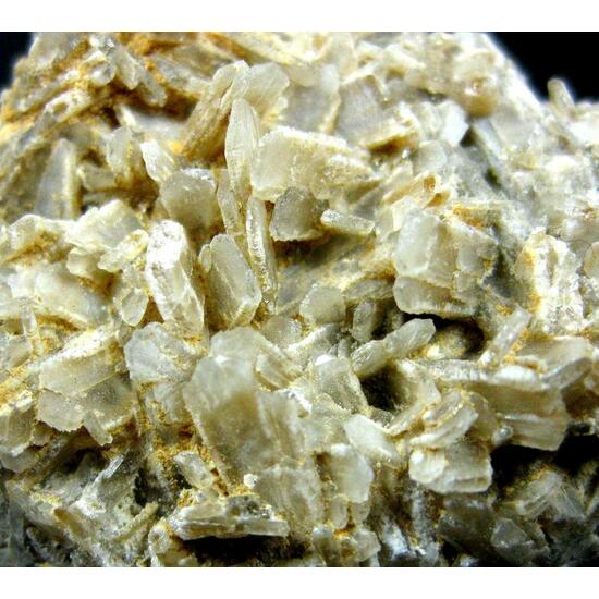 Baryte Psm Fossil Shell