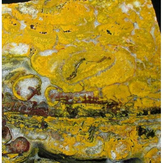 Quartz Var Eisenkiesel Psm Fossil Stromatolite