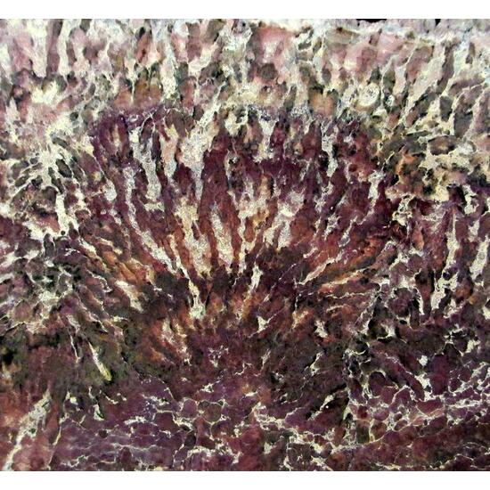 Jasper Psm Fossil Stromatolite