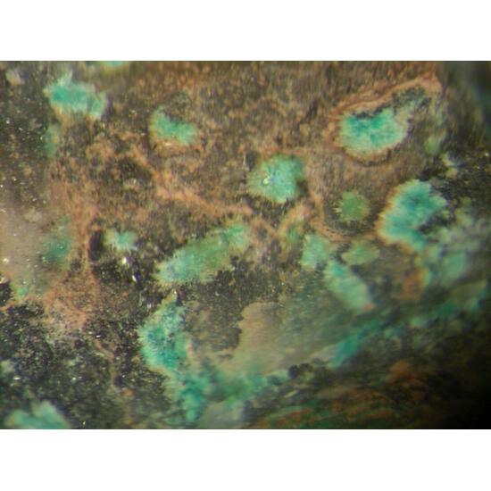 Schmiederite