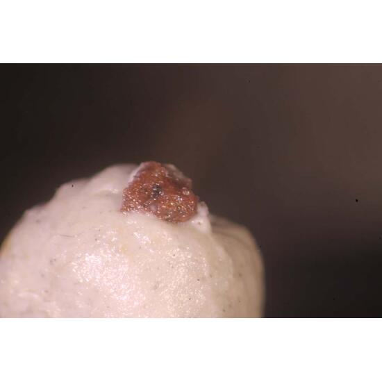 Trattnerite