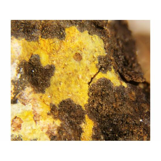 Brockite