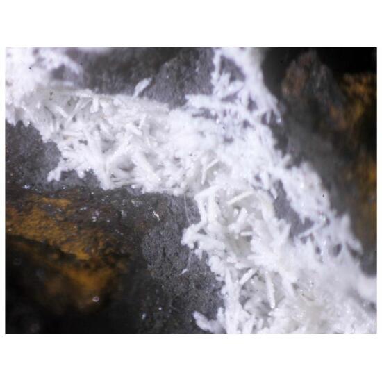 Elliottite & Angastonite