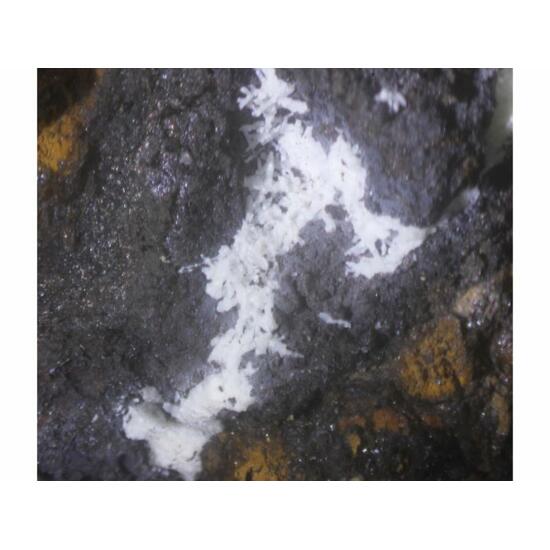 Elliottite & Angastonite