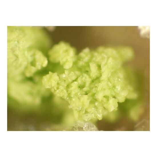 Gartrellite