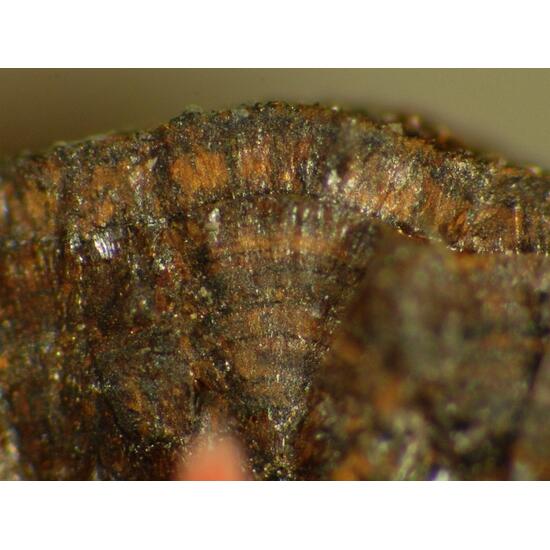 Chukanovite