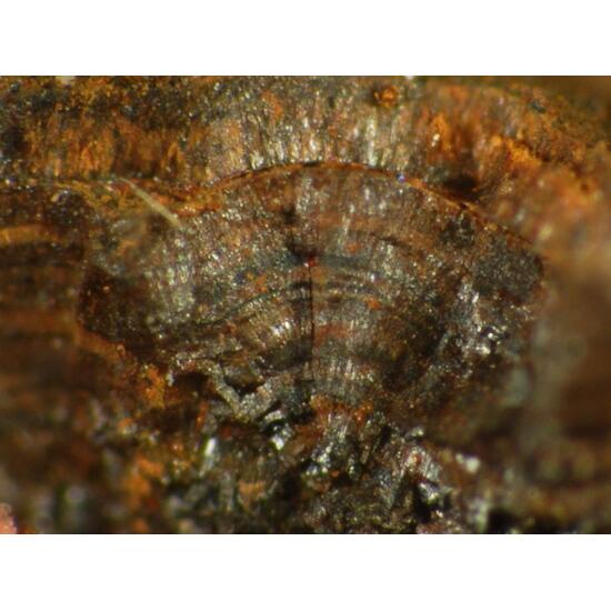 Chukanovite