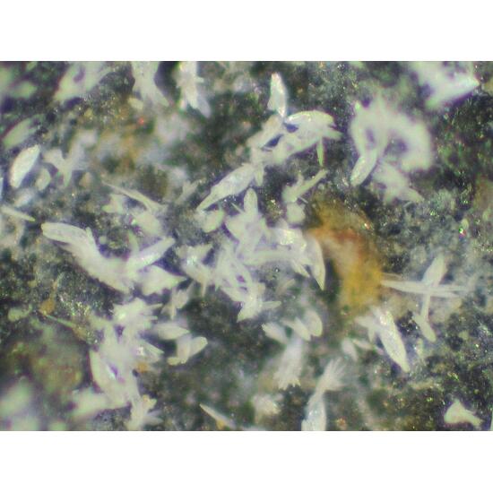 Uricite