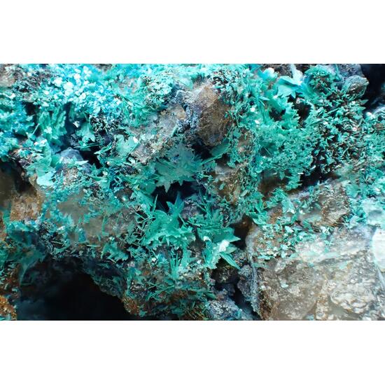 Posnjakite
