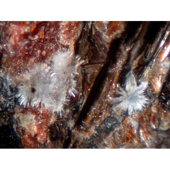 Larsenite