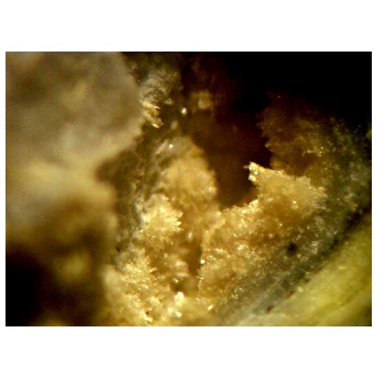 Adranosite-(Fe)