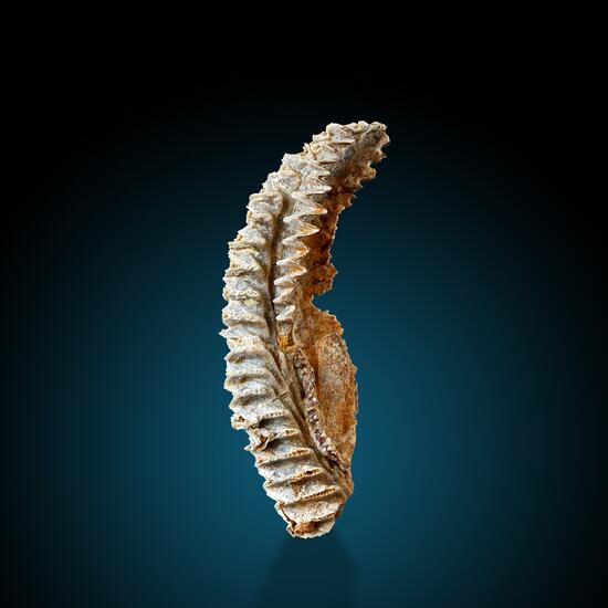 Fossil
