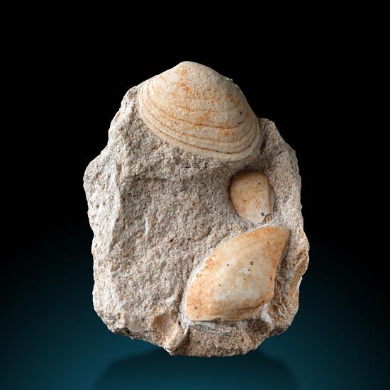 Fossil