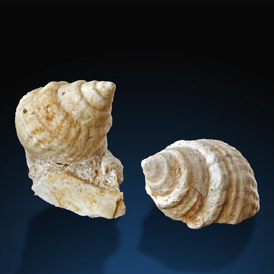 Fossil