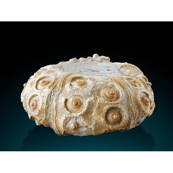 Fossil