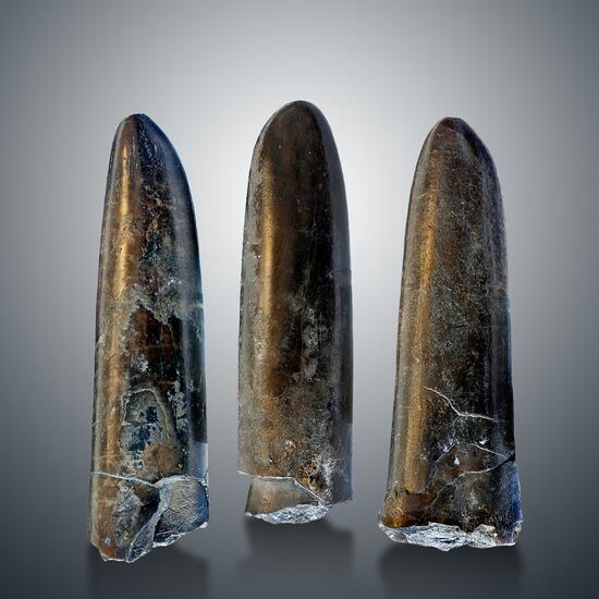 Fossil