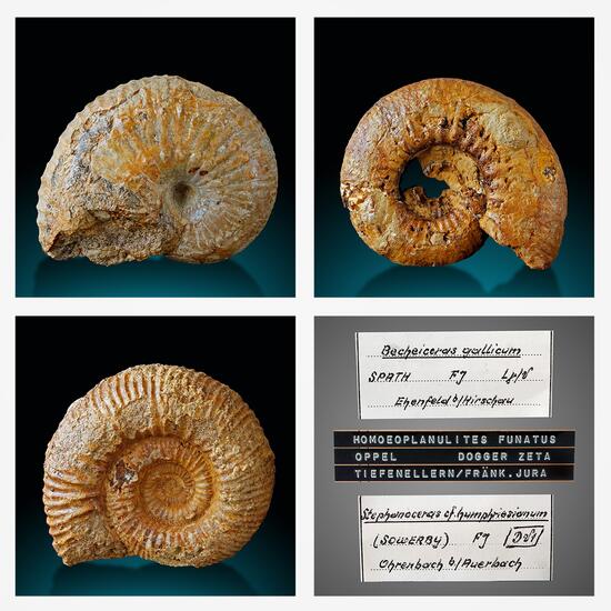 Fossil