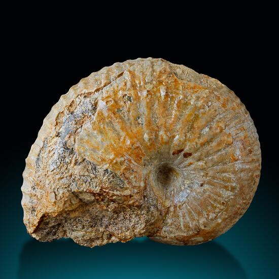 Fossil