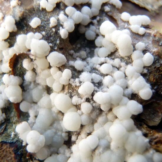 Hydroxylapatite & Fluorapatite