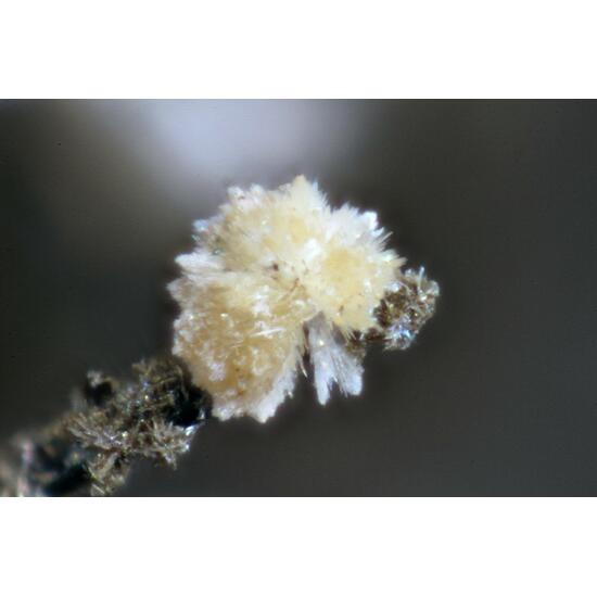 Sazykinaite-(Y) Lemmleinite-K Sitinakite & Umbite