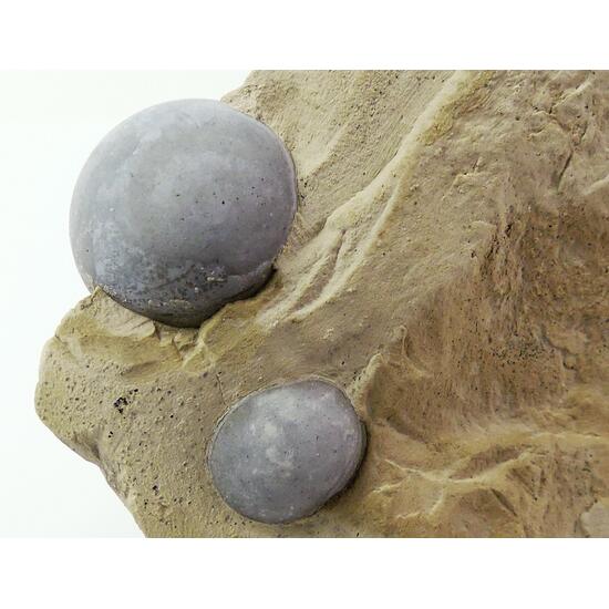 Opal Var Menilite