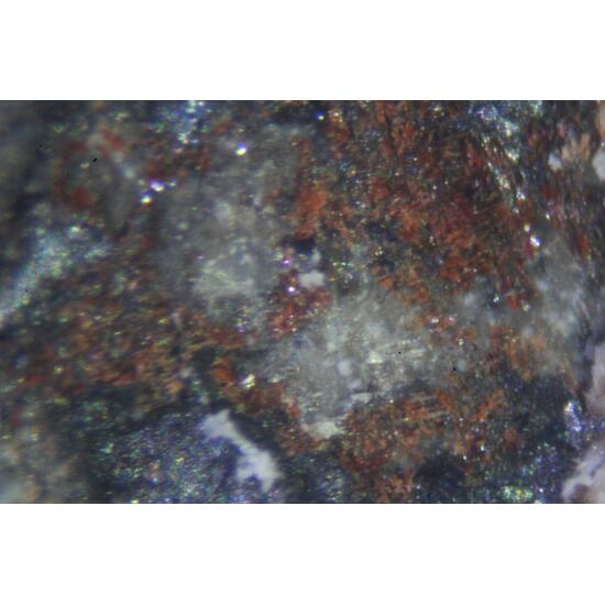 Coralloite