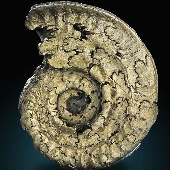 Pyritised Ammonite