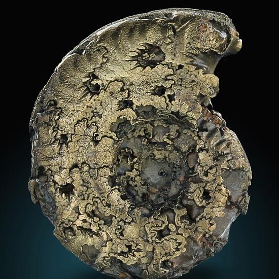 Pyritised Ammonite