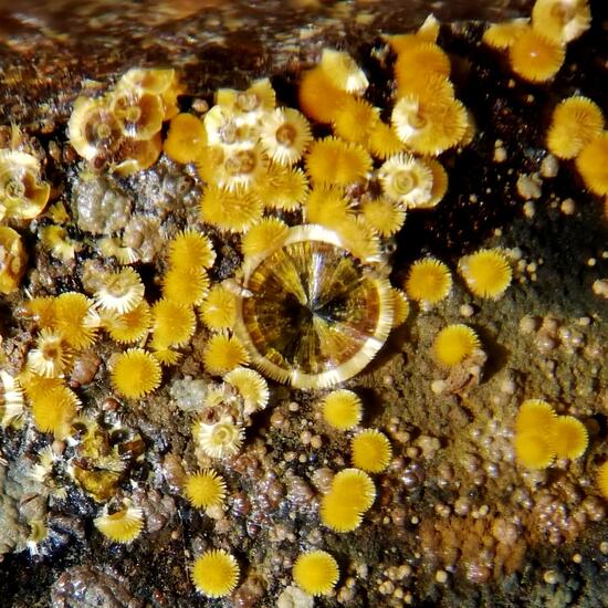 Cacoxenite
